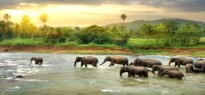 Travel to Sri lanka : Ultimate guide